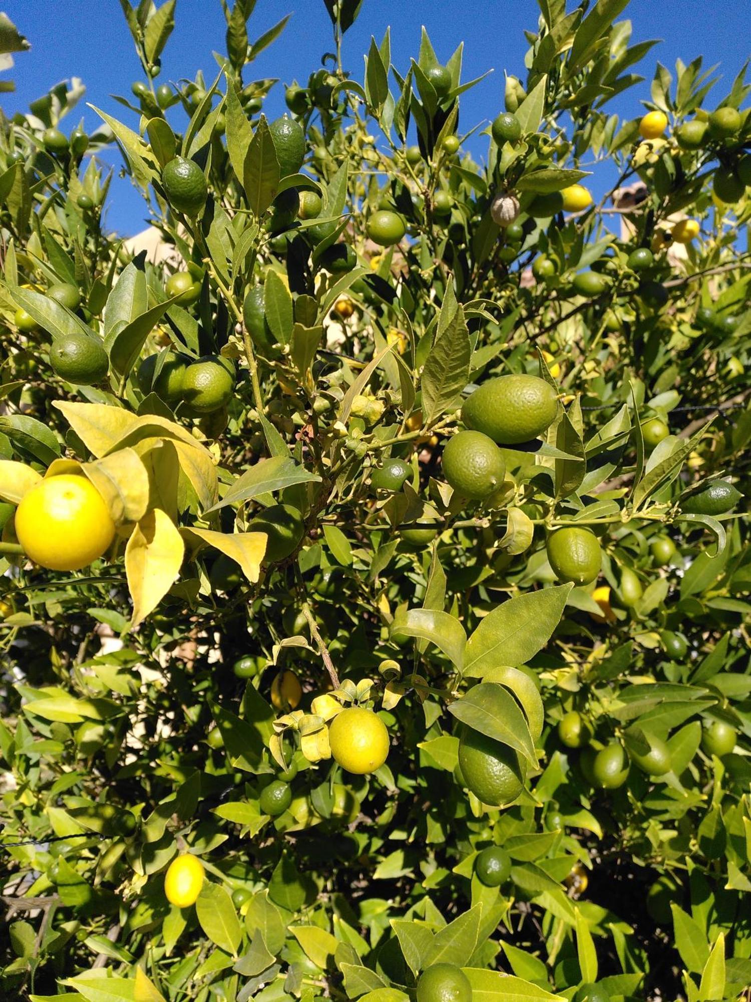 Finca Caracol Bolulla エクステリア 写真